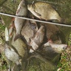 Фото рыбалки в Белоглазка, Лещ, Синец, Язь 9