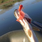 Фото рыбалки в Плотва 6