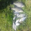Рыбалка Лещ, Плотва