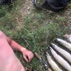 Фото рыбалки в Жерех, Лещ, Щука 4