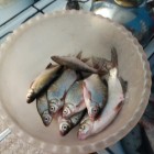 Фото рыбалки в Линь 8