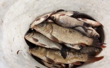 Фото рыбалки в Новая Боярщина 1 1