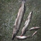 Фото рыбалки в Ерш, Плотва 3