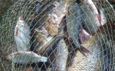 Фото рыбалки в Задворье, Слонимский район 0