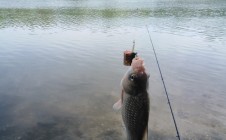 Фото рыбалки в Бессергеневская 5