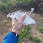 Фото рыбалки в Густера, Плотва 0