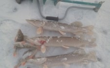 Фото рыбалки в Тобольск 3
