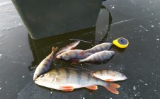 Фото рыбалки в Прибор 8