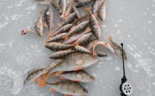 Фото рыбалки в Нур-Султан (Астана) 1