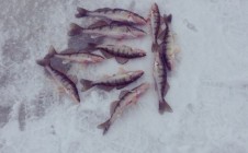 Фото рыбалки в Рыбно-Слободский район 2