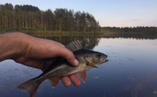 Фото рыбалки в Заполье, Лужский район 0