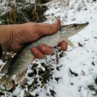 Фото рыбалки в Белоглазка, Лещ, Синец, Язь 0