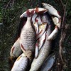 Рыбалка Линь, Плотва, Щука