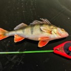 Фото рыбалки в Лещ, Плотва 0
