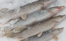 Фото рыбалки в Карагайский округ 5