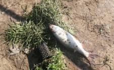 Фото рыбалки в Уразаево 5