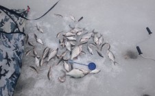 Фото рыбалки в Печенежский район 4