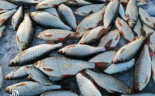 Фото рыбалки в Прибрежный, Аргаяшский район 2