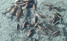 Фото рыбалки в Боградский район 3