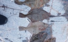Фото рыбалки в Дания 0