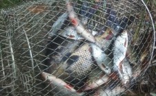 Фото рыбалки в Задворье, Слонимский район 1
