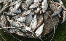 Фото рыбалки в Бор, Лысковский район 2