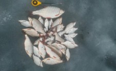 Фото рыбалки в Гояны 9