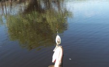 Фото рыбалки в Созоново 5