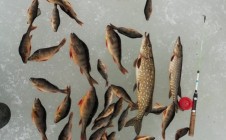 Фото рыбалки в Чёболакша 1