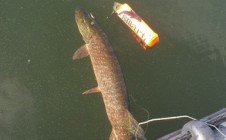 Фото рыбалки в Беклемишево 1