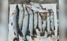 Фото рыбалки в Карасу 0