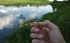 Фото рыбалки в Ильинское, Рыбинский район 4