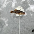 Фото рыбалки в Щука 2