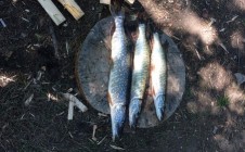 Фото рыбалки в Дорожный 0