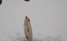 Фото рыбалки в Шаблиш 11