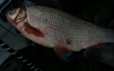 Фото рыбалки в Ясная Поляна 1
