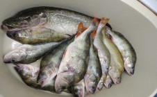 Фото рыбалки в Чижевичи 6