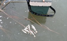 Фото рыбалки в СПК Приозёрное 1
