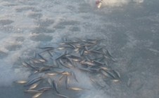Фото рыбалки в Приморск, Выборгский район 1