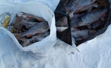 Фото рыбалки в Островцы, Гдовский район 1