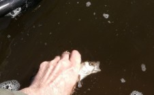 Фото рыбалки в СДТ Речная Долина 3
