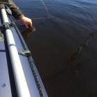 Фото рыбалки в Щука, Окунь 4