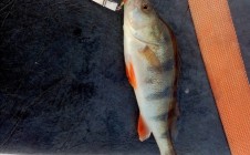 Фото рыбалки в Красный Бор, Агрызский район 7