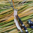 Фото рыбалки в Лещ, Плотва 4