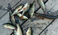 Фото рыбалки в Озерск 0