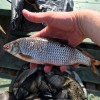 Рыбалка Густера, Плотва