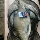 Фото рыбалки в Белоглазка, Лещ, Синец 1