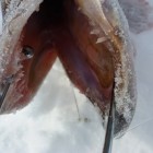 Фото рыбалки в Окунь, Щука 7