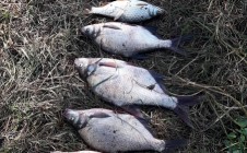 Фото рыбалки в СНТ Речник, городской округ Серпухов 0