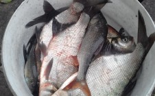 Фото рыбалки в Боровинка 2